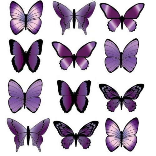 Purple wafer butterflies